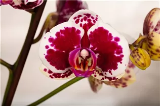 Phalaenopsis 'Purple Rain' - Schmetterlingsorchidee 'Purple Rain'