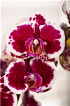 Phalaenopsis 'Purple Rain' - Schmetterlingsorchidee 'Purple Rain'