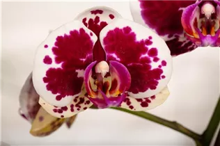 Phalaenopsis 'Purple Rain' - Schmetterlingsorchidee 'Purple Rain'