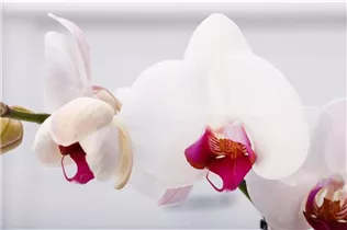 Phalaenopsis 'Red Stone' - Schmetterlingsorchidee 'Red Stone'