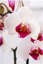 Phalaenopsis 'Red Stone' - Schmetterlingsorchidee 'Red Stone'