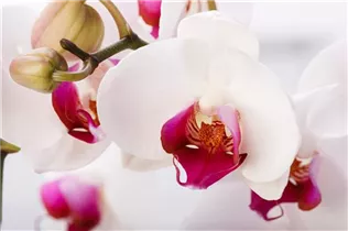 Phalaenopsis 'Red Stone' - Schmetterlingsorchidee 'Red Stone'