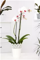 Phalaenopsis 'Red Stone' - Schmetterlingsorchidee 'Red Stone'