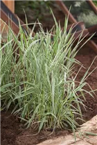 Phalaris arundinacea - Rohr-Glanzgras