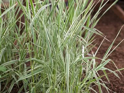 Phalaris arundinacea 'Picta' - Garten-Rohr-Glanzgras 'Picta' Phalaris arundinacea 'Picta' - Garten-Rohr-Glanzgras 'Picta'