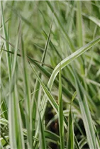 Phalaris arundinacea - Rohr-Glanzgras