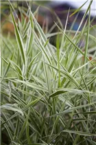 Phalaris arundinacea - Rohr-Glanzgras