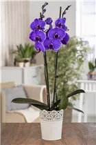 Phalaenopsis 'Royal Purple' - Schmetterlingsorchidee 'Royal Purple'