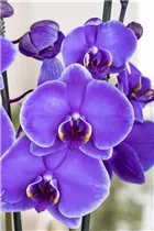 Phalaenopsis 'Royal Purple' - Schmetterlingsorchidee 'Royal Purple'