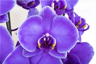 Phalaenopsis 'Royal Purple' - Schmetterlingsorchidee 'Royal Purple'