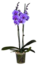 Phalaenopsis 'Royal Purple' - Schmetterlingsorchidee 'Royal Purple'