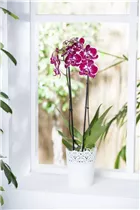 Phalaenopsis 'Rubina Mix' - Phalaenopsis 'Rubina Mix'