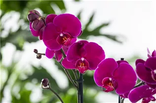Phalaenopsis 'Rubina Mix' - Phalaenopsis 'Rubina Mix'