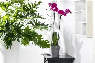 Phalaenopsis 'Rubina Mix' - Phalaenopsis 'Rubina Mix'