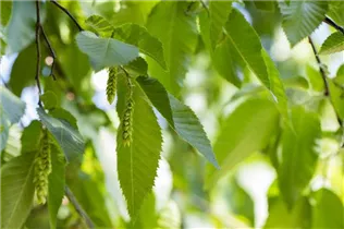 Carpinus betulus - Hainbuche Carpinus betulus - Hainbuche