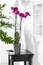 Phalaenopsis 'XXL' - Schmetterlingsorchidee 'XXL'