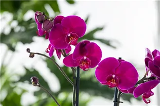 Phalaenopsis 'Rubina Mix' - Phalaenopsis 'Rubina Mix'