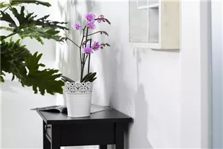 Phalaenopsis 'Rubina Mix' - Phalaenopsis 'Rubina Mix'