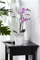 Phalaenopsis 'Rubina Mix' - Phalaenopsis 'Rubina Mix'