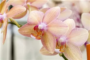 Phalaenopsis 'Sarah' - Schmetterlingsorchidee