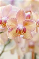 Phalaenopsis 'Sarah' - Schmetterlingsorchidee