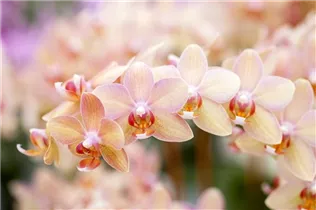 Phalaenopsis 'Sarah' - Schmetterlingsorchidee