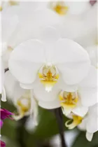 Phalaenopsis 'Sir Morholt' - Schmetterlingsorchidee