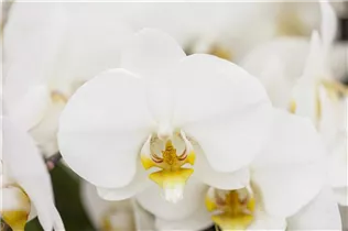 Phalaenopsis 'Sir Morholt' - Schmetterlingsorchidee