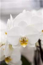 Phalaenopsis 'Sir Morholt' - Schmetterlingsorchidee