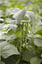 Phaseolus vulgaris var. nanus - Buschbohne Phaseolus vulgaris var. nanus - Buschbohne