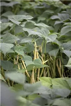 Phaseolus vulgaris var. nanus - Buschbohne Phaseolus vulgaris var. nanus - Buschbohne