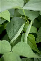 Phaseolus vulgaris var. nanus - Buschbohne Phaseolus vulgaris var. nanus - Buschbohne