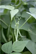 Phaseolus vulgaris var. nanus - Buschbohne Phaseolus vulgaris var. nanus - Buschbohne