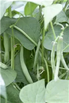 Phaseolus vulgaris var. nanus - Buschbohne Phaseolus vulgaris var. nanus - Buschbohne