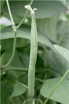 Phaseolus vulgaris var. nanus - Buschbohne Phaseolus vulgaris var. nanus - Buschbohne