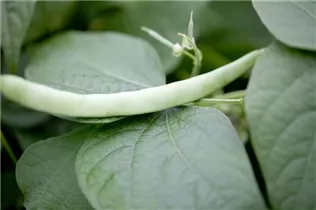 Phaseolus vulgaris var. nanus - Buschbohne Phaseolus vulgaris var. nanus - Buschbohne