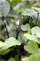 Phaseolus vulgaris var. nanus - Buschbohne Phaseolus vulgaris var. nanus - Buschbohne