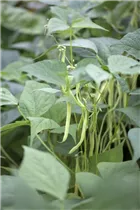 Phaseolus vulgaris var. nanus - Buschbohne Phaseolus vulgaris var. nanus - Buschbohne