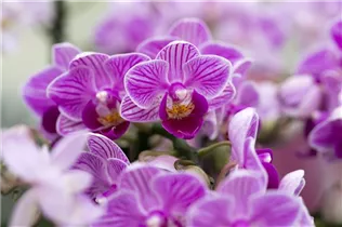 Phalaenopsis 'Sogo Popcorn' - Schmetterlingsorchidee 'Sogo Popcorn'