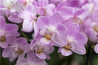 Phalaenopsis 'Sogo Popcorn' - Schmetterlingsorchidee 'Sogo Popcorn'