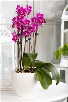Phalaenopsis 'Table Dance'® - Schmetterlingsorchidee