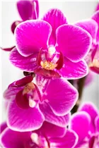 Phalaenopsis 'Table Dance'® - Schmetterlingsorchidee