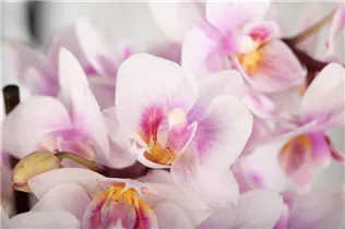 Phalaenopsis 'Table Dance'® - Schmetterlingsorchidee