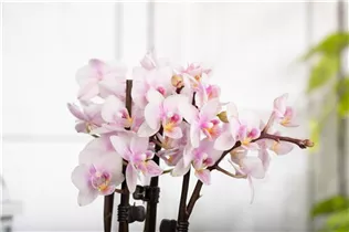 Phalaenopsis 'Table Dance'® - Schmetterlingsorchidee