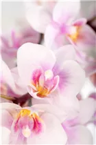 Phalaenopsis 'Table Dance'® - Schmetterlingsorchidee