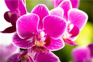 Phalaenopsis 'Table Dance'® - Schmetterlingsorchidee