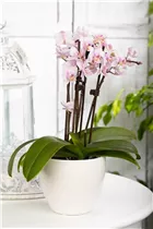 Phalaenopsis 'Table Dance'® - Schmetterlingsorchidee