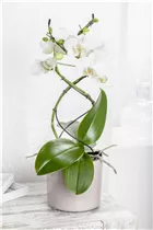 Phalaenopsis 'Twister' - Formorchidee 'Twister'