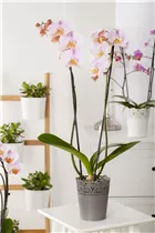 Phalaenopsis 'XXL' - Schmetterlingsorchidee 'XXL'