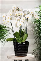 Phalaenopsis 'XXL' - Schmetterlingsorchidee 'XXL'